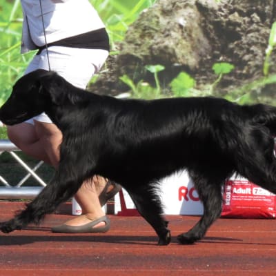 Flat-Coated Retriever, photo 2 of 4