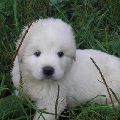 Polish Podhalyan Shepherd Dog, photo 4 of 6