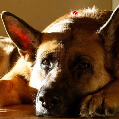 German Shepherd, photo 2 of 10