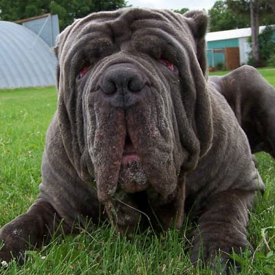 Neapolitan Mastiff , photo 3 of 4