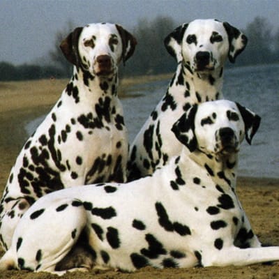 Dalmatian, photo 2 of 18