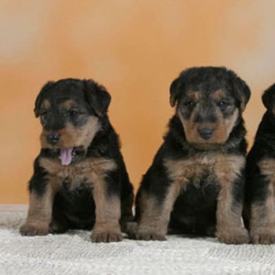 Welsh Terrier, photo 2 of 6