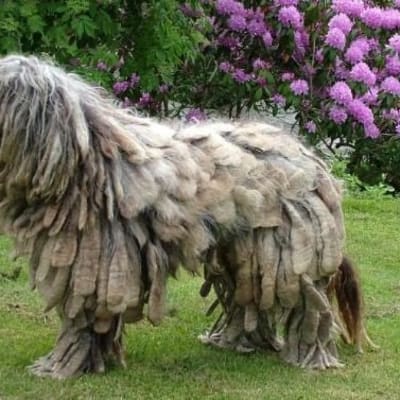 Bergamo Shepherd Dog (Bergamasco), photo 4 of 6