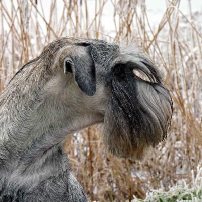 Standard Schnauzer, photo 3 of 8
