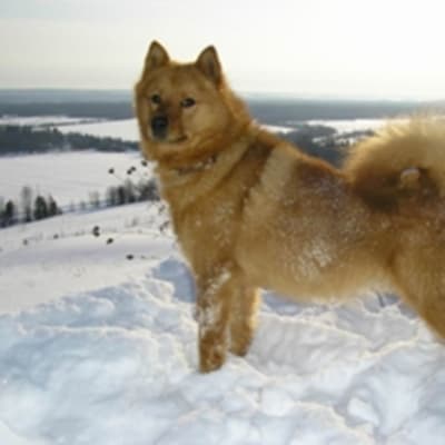 Karelian-Finnish husky, photo 3 of 9