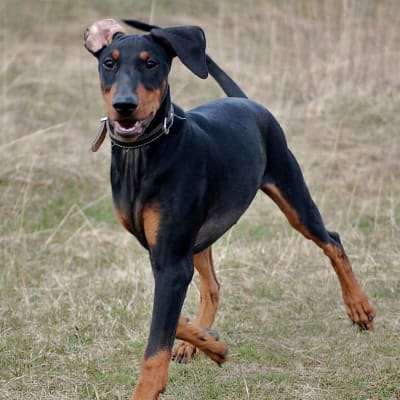 German Pinscher, photo 4 of 4