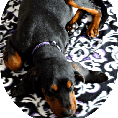 Black and Tan Coonhound, photo 2 of 4