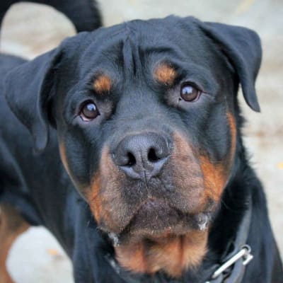 Rottweiler, photo 3 of 6