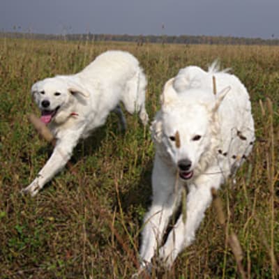 Hungarian Kuvas, photo 4 of 14