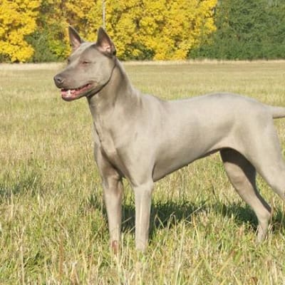 Thai ridgeback, photo 2 of 6