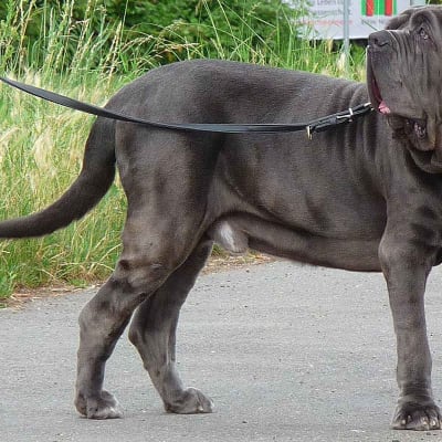 Neapolitan Mastiff , photo 2 of 4