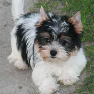 Beaver yorkshire terrier, photo 3 of 5