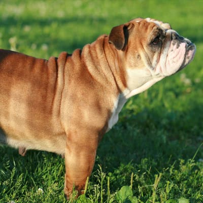English Bulldog, photo 4 of 8