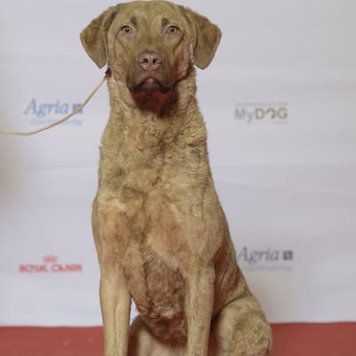 Chesapeake Bay Retriever, photo 2 of 4