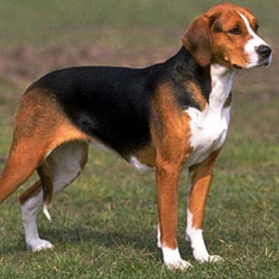 Russian hound, photo 4 of 5