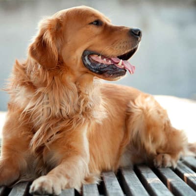 Golden Retriever, photo 2 of 2