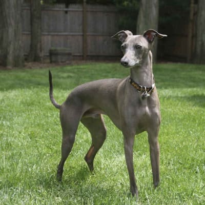 Italian greyhound, photo 4 of 14