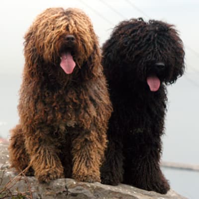 Spanish water dog, photo 2 of 5