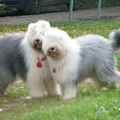 Bobtail, photo 3 of 8