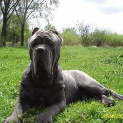 Mastino Napoletano, photo 3 of 6