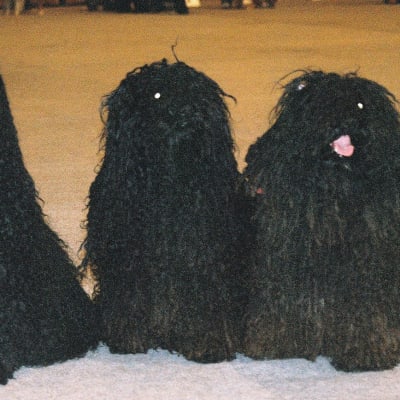 Puli, photo 2 of 4