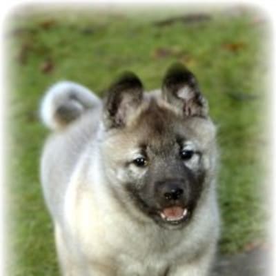 Norwegian Elkhound, photo 4 of 5