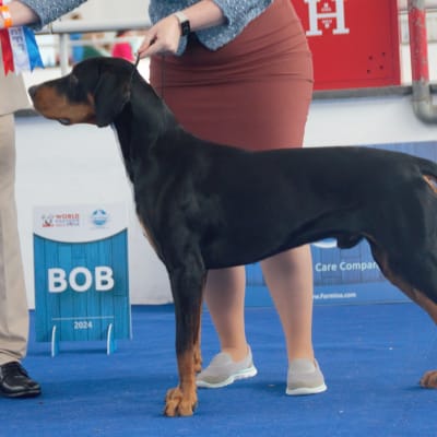 Transylvanian Hound, photo 4 of 4
