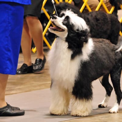 Portuguese Water Dog, photo 2 of 4