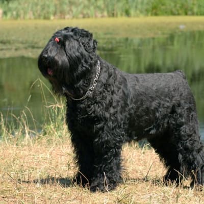 Russian black terrier, photo 5 of 5