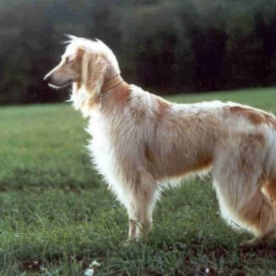 Bakhmul (native Afghan hound), photo 2 of 5