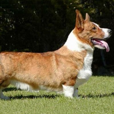 Welsh Corgi Cardigan, photo 3 of 10