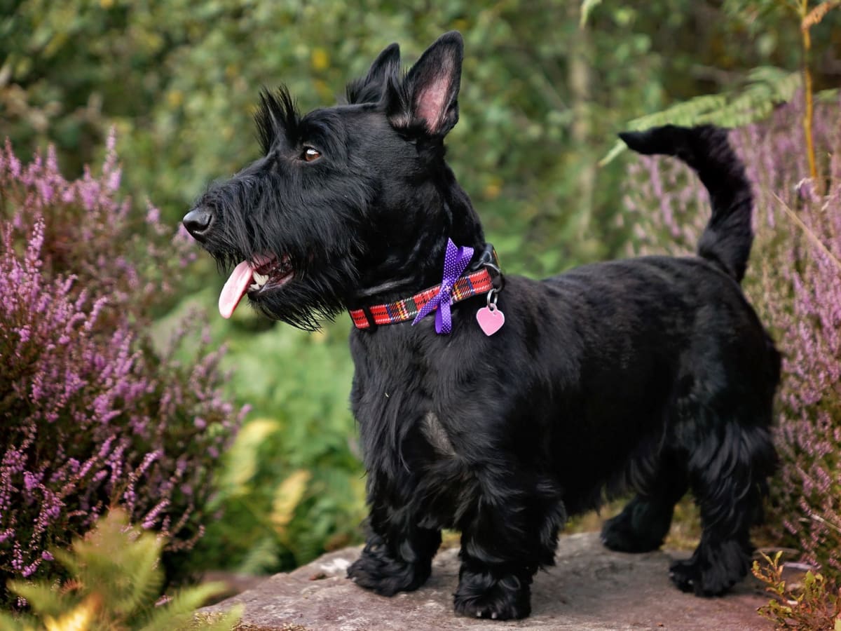 Scotch terrier, photo 1 of 1