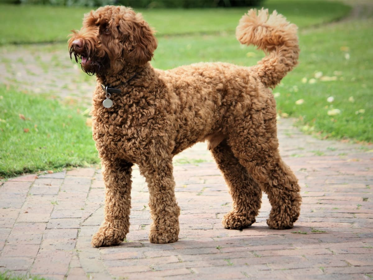 Labradoodle, photo 1 of 1