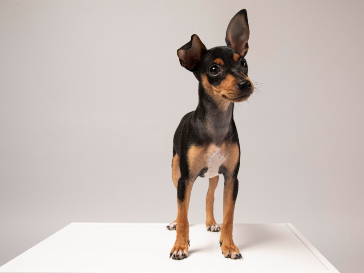 Toy Terrier, photo 1 of 1