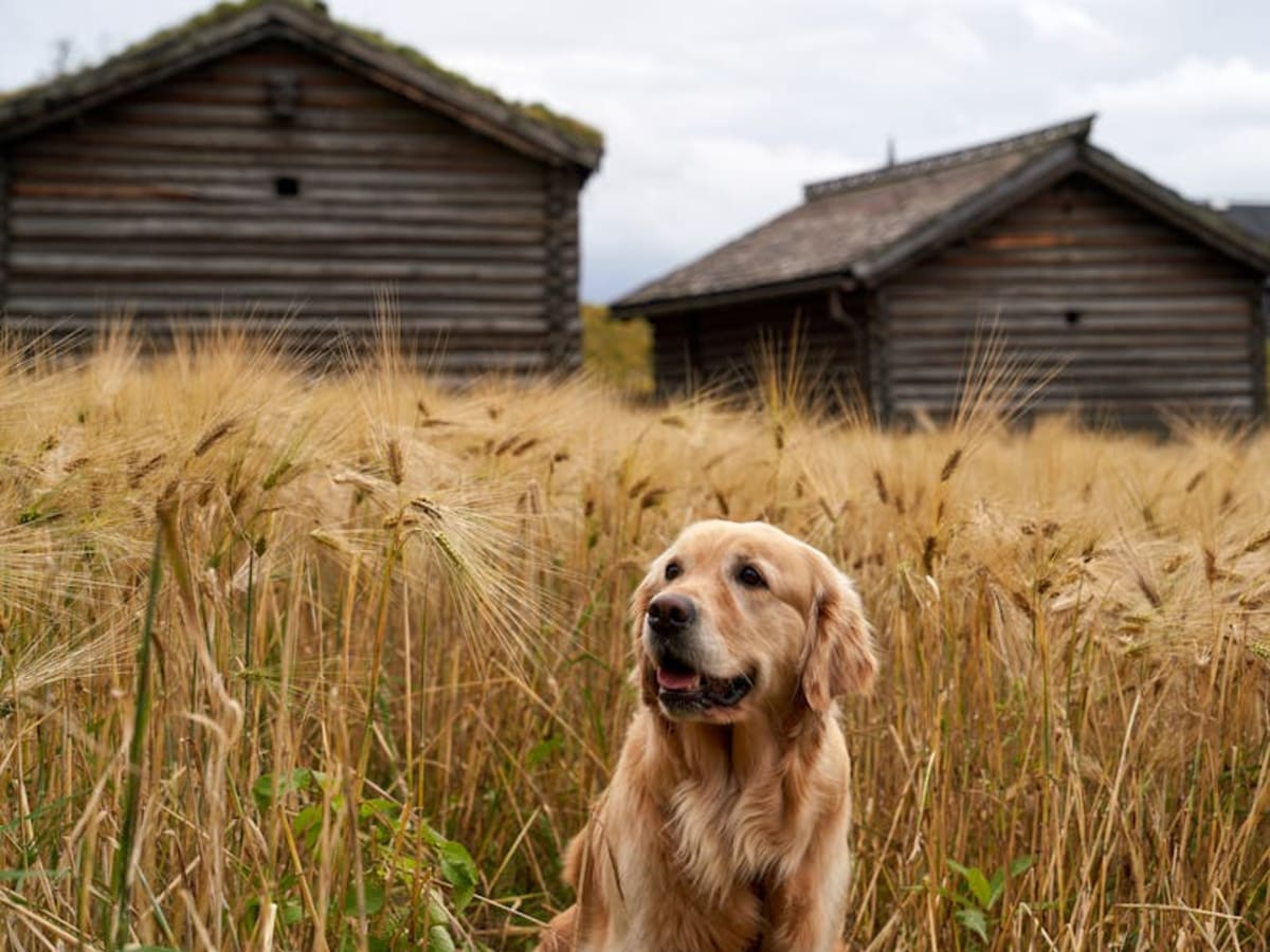 Artesian-Norman Basset, photo 1 of 4