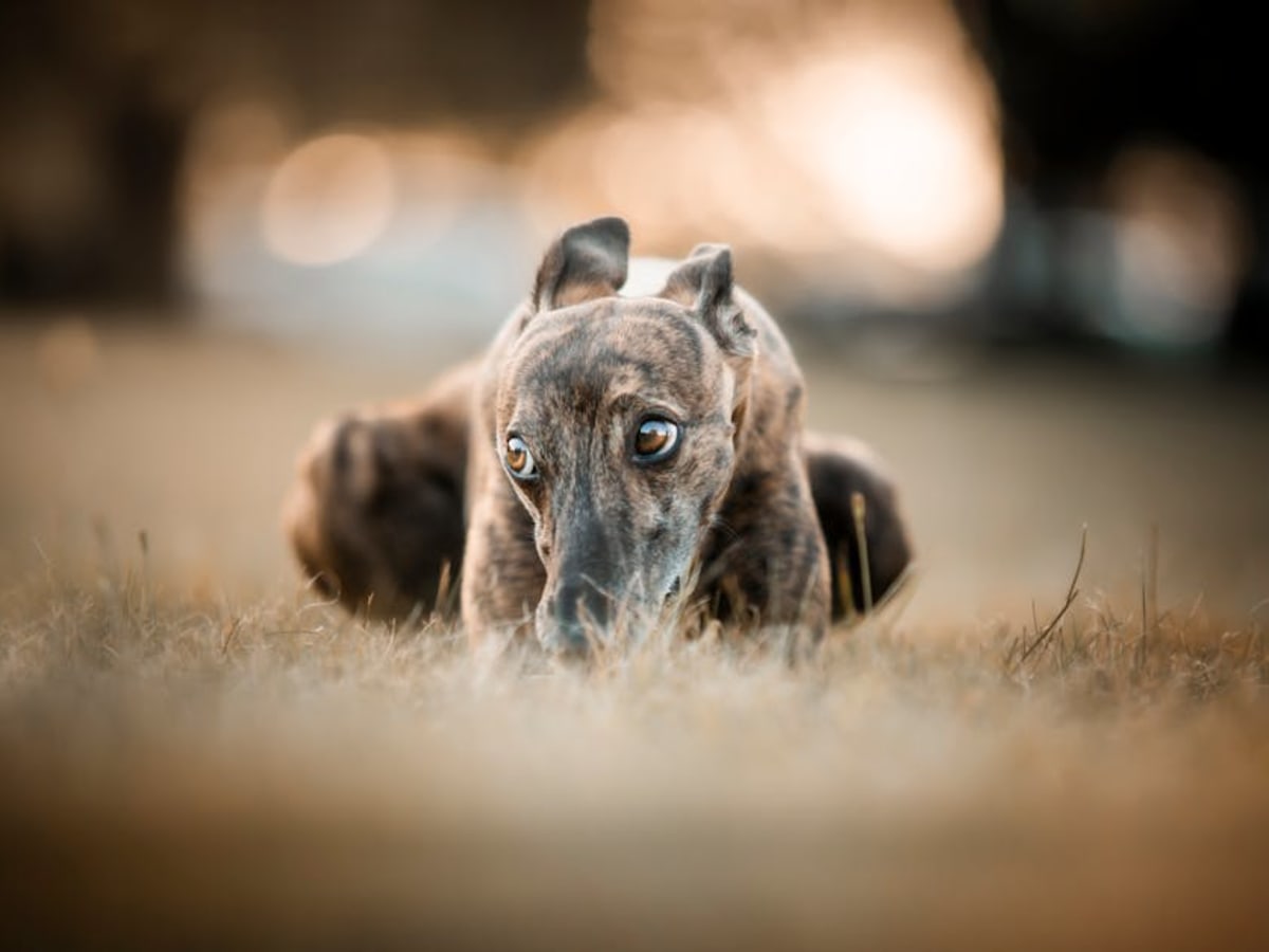 Banjarian greyhound, photo 1 of 4