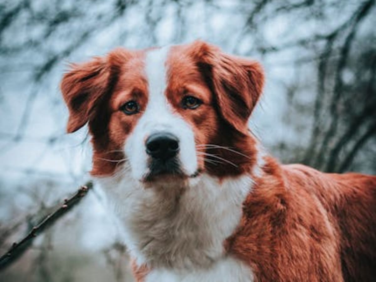 Russian hunting spaniel, photo 1 of 4