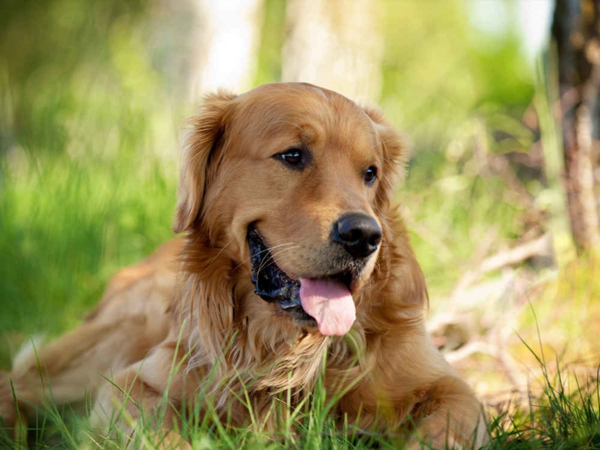 Golden Retriever, photo 1 of 2