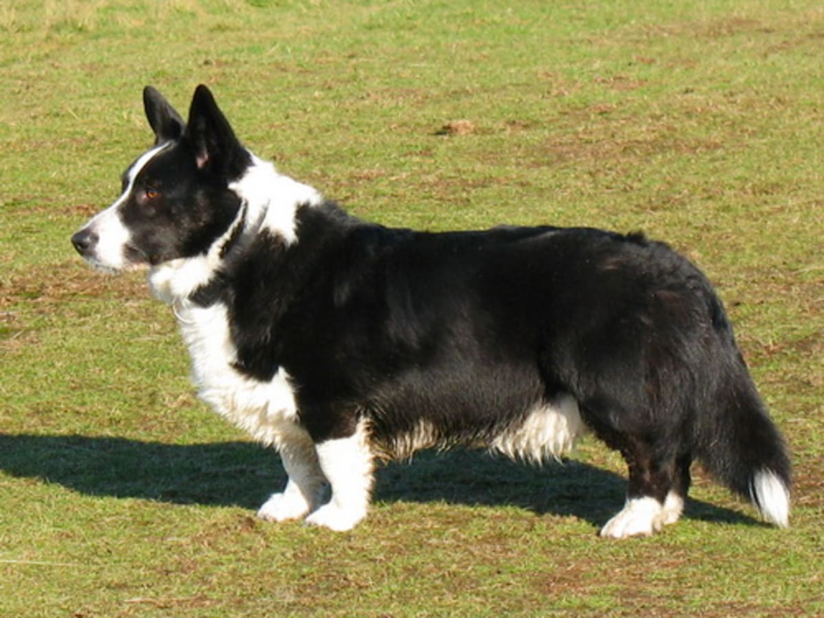 Welsh Corgi Cardigan, photo 1 of 10