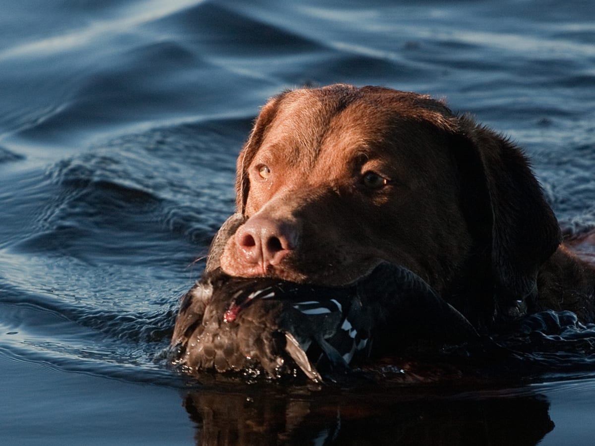Chesapeake Bay Retriever, photo 1 of 4