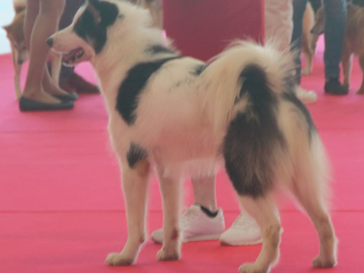 Canadian Eskimo Dog, photo 1 of 4