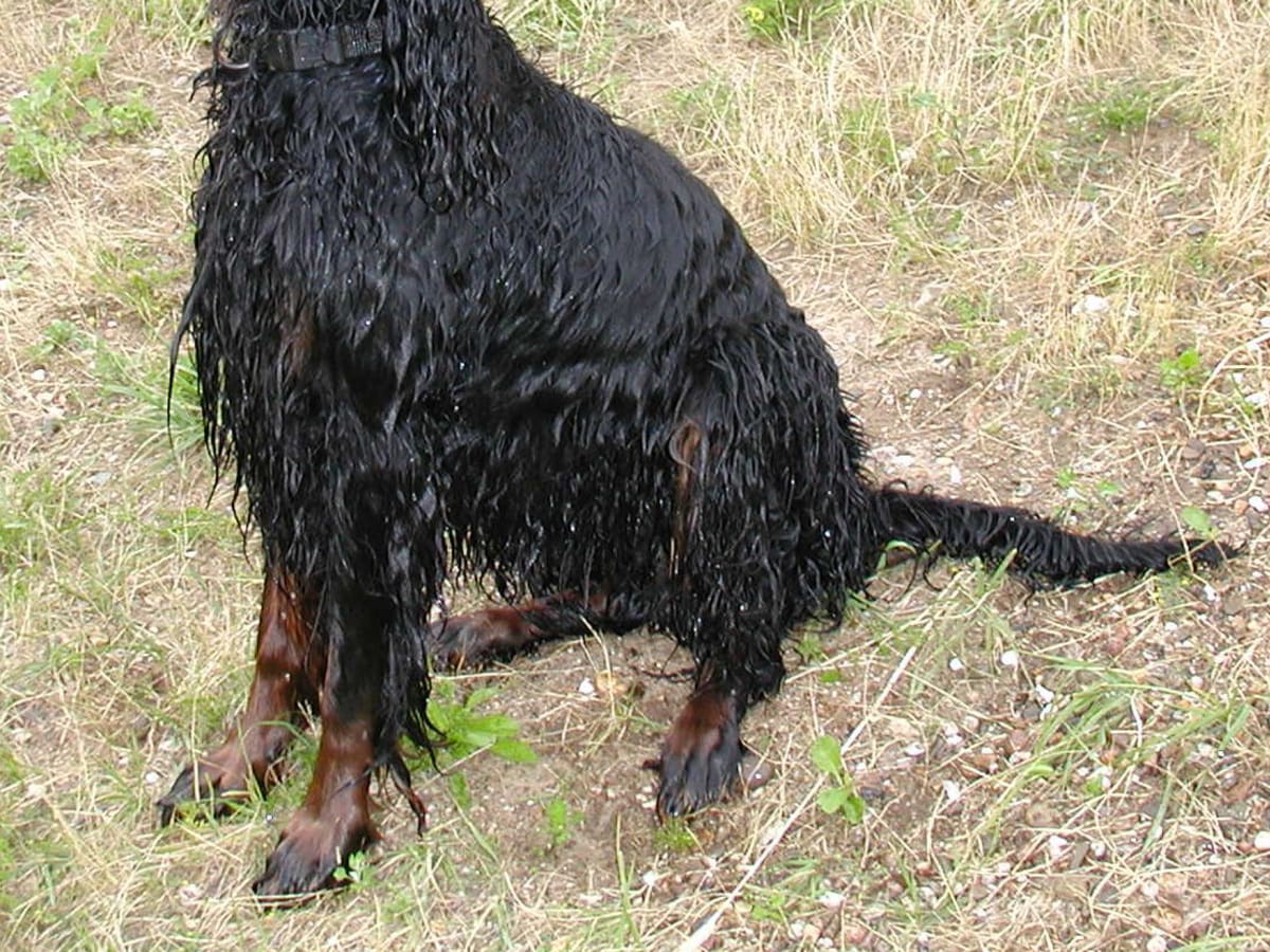Gordon Setter, photo 1 of 4
