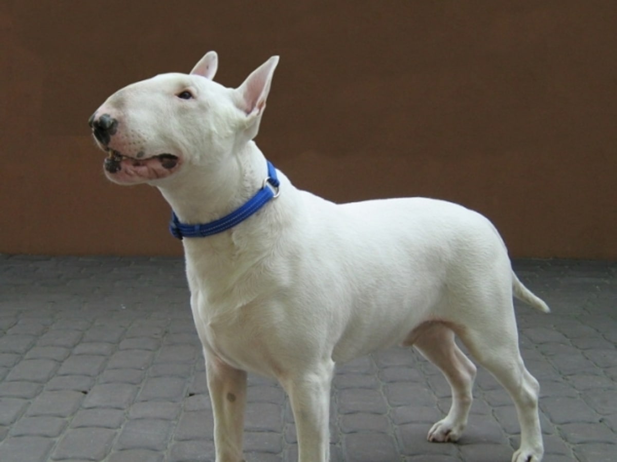 Bull terrier, photo 1 of 13
