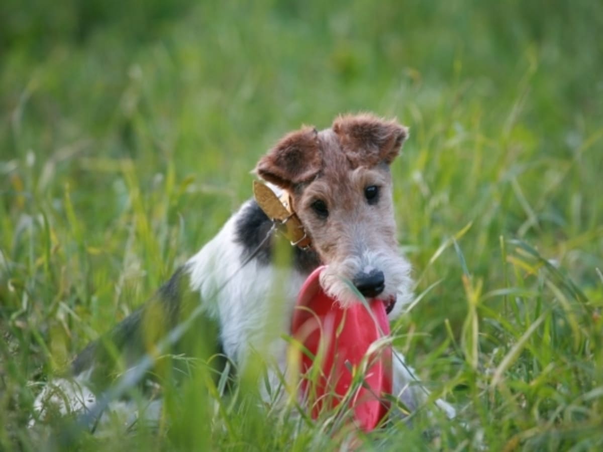 Fox Terrier - Wire, photo 1 of 5