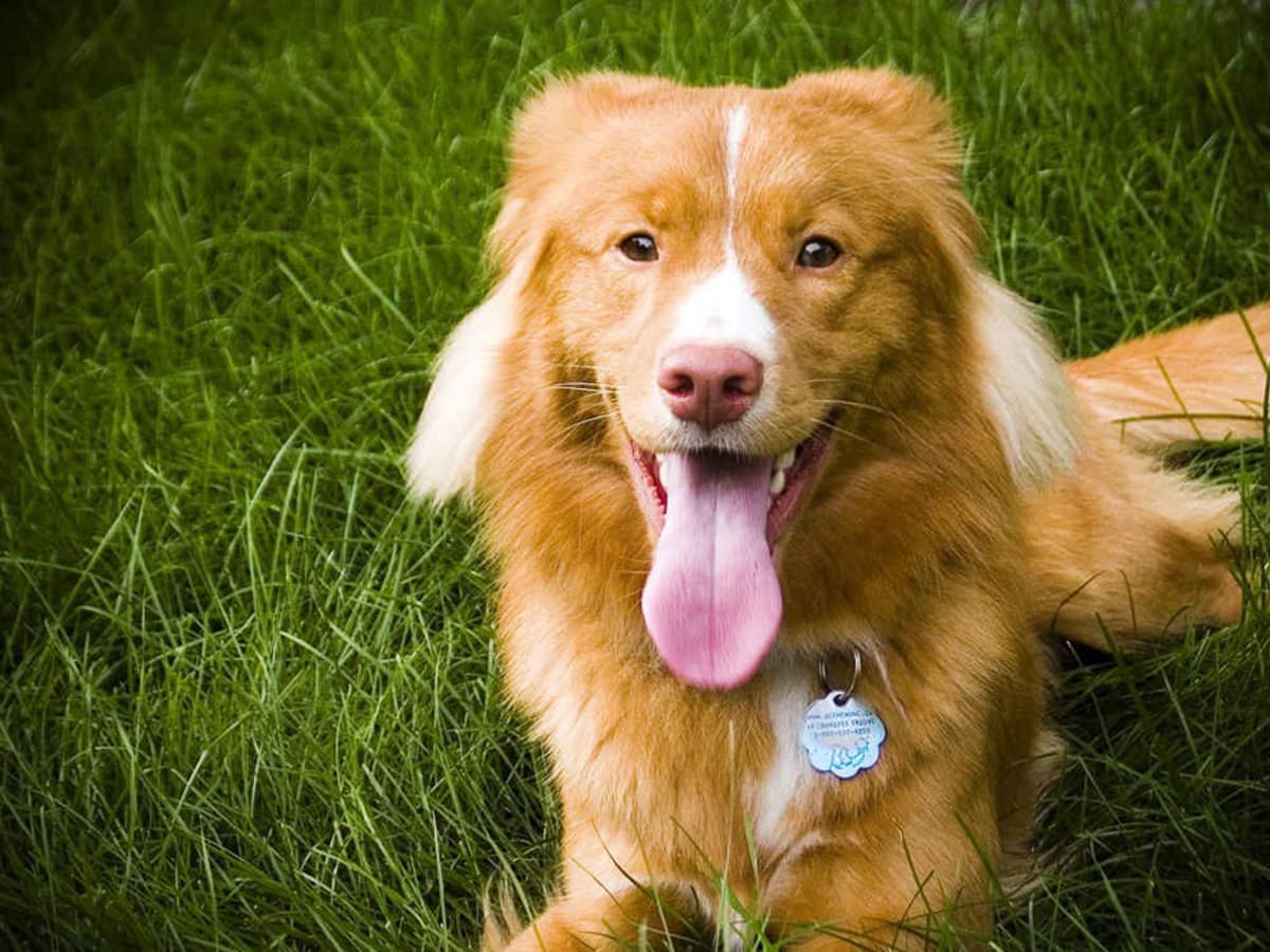 Nova Scotia Retriever, photo 1 of 2