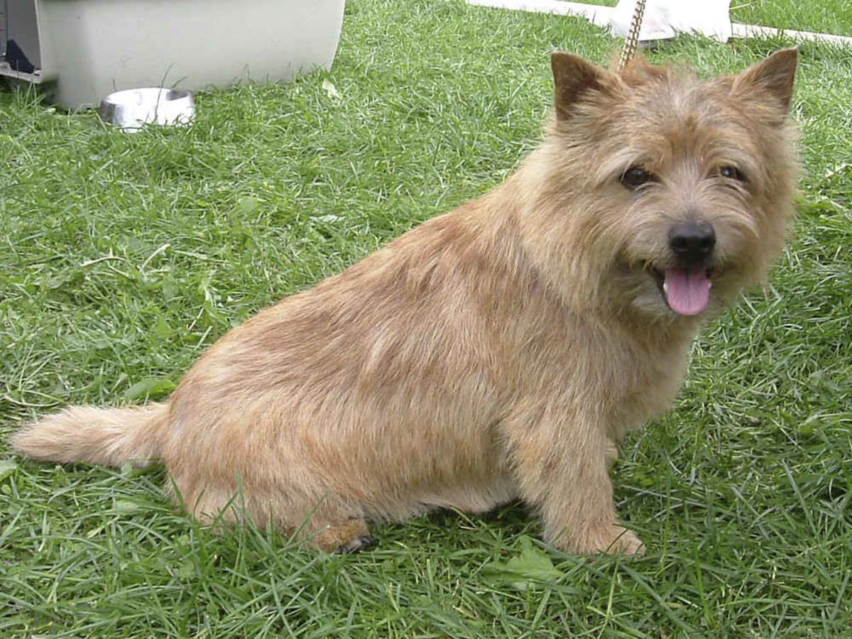 Norwich Terrier (Norwich Terrier), photo 1 of 4