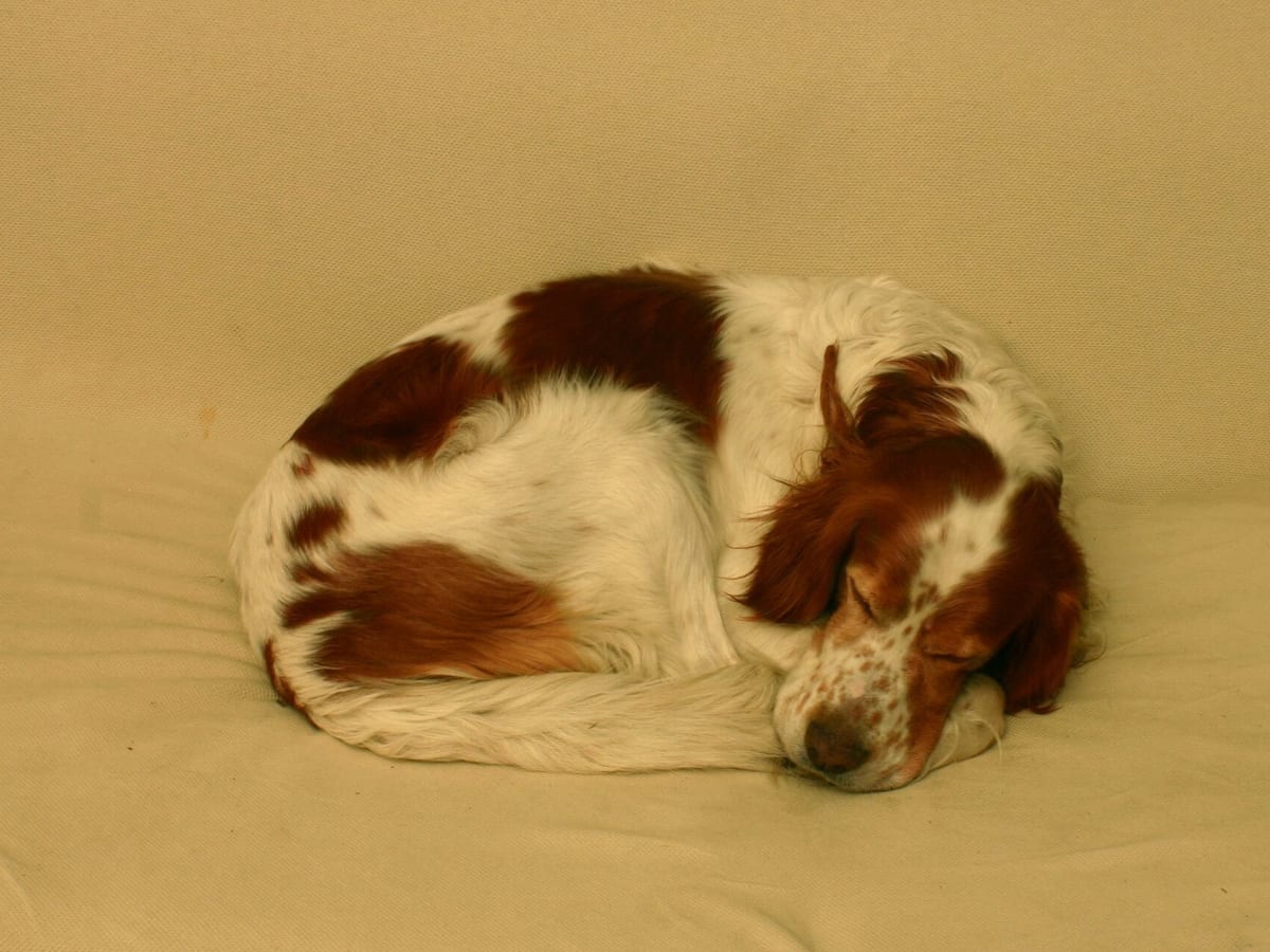 Irish Red and White Setter, photo 1 of 4