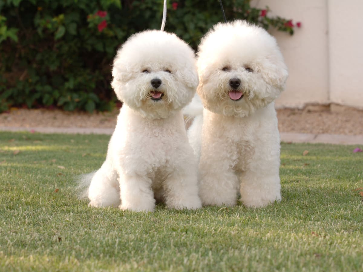 Bichon Frize, photo 1 of 17