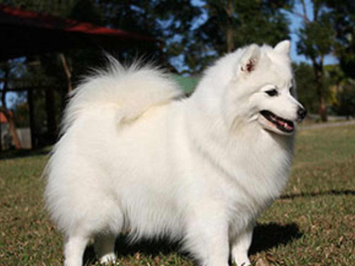 Spitz Japanese, photo 1 of 8