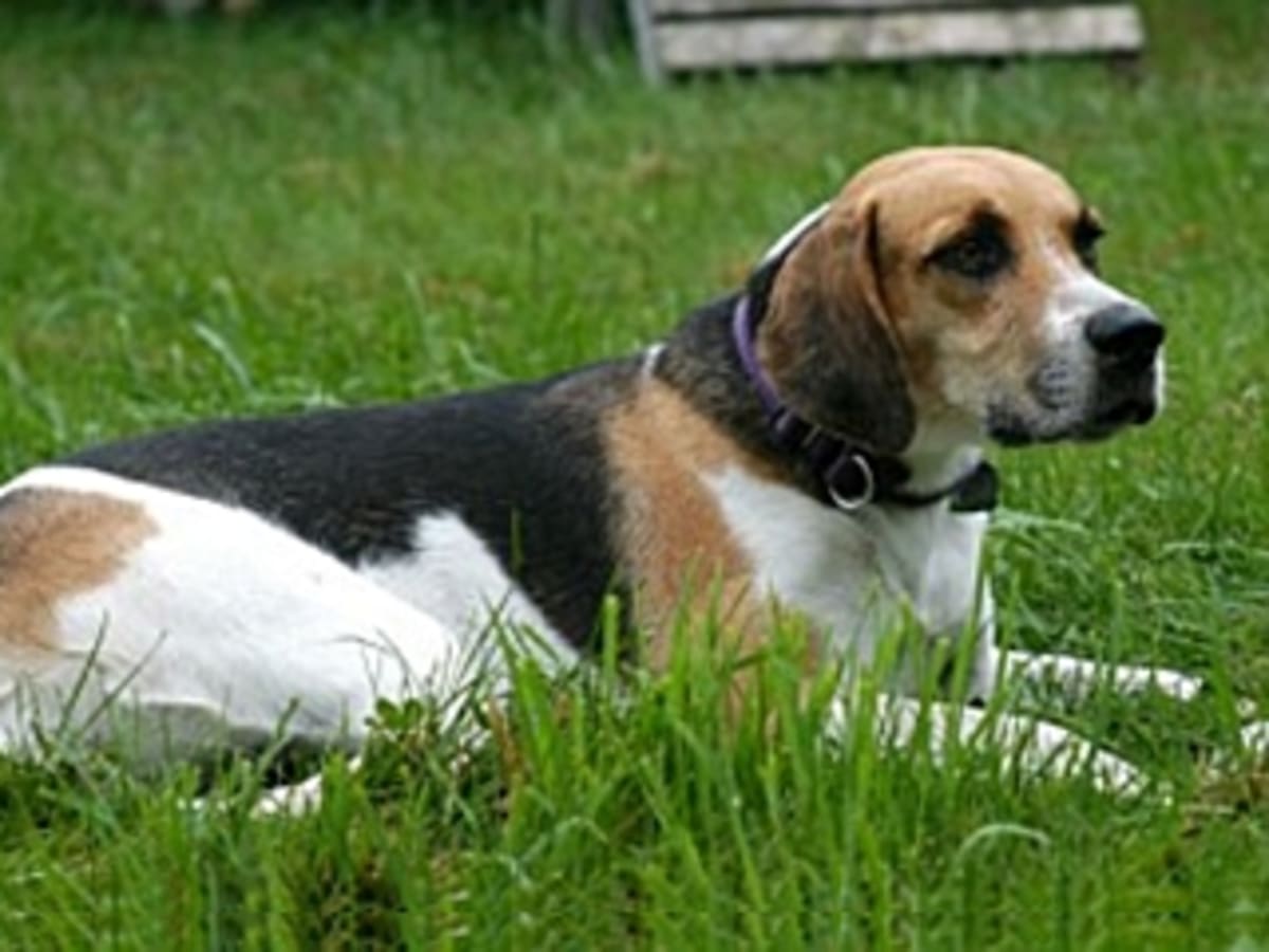 English foxhound, photo 1 of 8